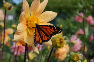 Butterfly on a Dahlia